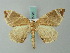  (Eulithis ledereri - BC ZSM Lep 62726)  @13 [ ] CreativeCommons - Attribution Non-Commercial Share-Alike (2012) Axel Hausmann/Bavarian State Collection of Zoology (ZSM) SNSB, Zoologische Staatssammlung Muenchen
