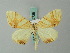  (Eulithis convergenata - BC ZSM Lep 62728)  @13 [ ] CreativeCommons - Attribution Non-Commercial Share-Alike (2012) Axel Hausmann/Bavarian State Collection of Zoology (ZSM) SNSB, Zoologische Staatssammlung Muenchen