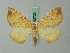  (Eulithis achatinellaria - BC ZSM Lep 62729)  @13 [ ] CreativeCommons - Attribution Non-Commercial Share-Alike (2012) Axel Hausmann/Bavarian State Collection of Zoology (ZSM) SNSB, Zoologische Staatssammlung Muenchen