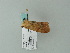  ( - BC ZSM Lep 63205)  @12 [ ] CreativeCommons - Attribution Non-Commercial Share-Alike (2012) Axel Hausmann/Bavarian State Collection of Zoology (ZSM) SNSB, Zoologische Staatssammlung Muenchen