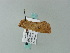  ( - BC ZSM Lep 63206)  @12 [ ] CreativeCommons - Attribution Non-Commercial Share-Alike (2012) Axel Hausmann/Bavarian State Collection of Zoology (ZSM) SNSB, Zoologische Staatssammlung Muenchen