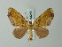  ( - BC ZSM Lep 63248)  @12 [ ] CreativeCommons - Attribution Non-Commercial Share-Alike (2012) Axel Hausmann/Bavarian State Collection of Zoology (ZSM) SNSB, Zoologische Staatssammlung Muenchen