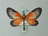  ( - BC ZSM Lep 63249)  @14 [ ] CreativeCommons - Attribution Non-Commercial Share-Alike (2012) Axel Hausmann/Bavarian State Collection of Zoology (ZSM) SNSB, Zoologische Staatssammlung Muenchen