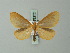  (Eubaphe weyenberghii - BC ZSM Lep 63252)  @13 [ ] CreativeCommons - Attribution Non-Commercial Share-Alike (2012) Axel Hausmann/Bavarian State Collection of Zoology (ZSM) SNSB, Zoologische Staatssammlung Muenchen