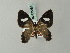  (Erateina attali - BC ZSM Lep 63284)  @13 [ ] CreativeCommons - Attribution Non-Commercial Share-Alike (2012) Axel Hausmann/Bavarian State Collection of Zoology (ZSM) SNSB, Zoologische Staatssammlung Muenchen