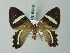  (Erateina amazonia - BC ZSM Lep 63286)  @12 [ ] CreativeCommons - Attribution Non-Commercial Share-Alike (2012) Axel Hausmann/Bavarian State Collection of Zoology (ZSM) SNSB, Zoologische Staatssammlung Muenchen