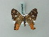  (Erateina meduthina - BC ZSM Lep 63288)  @11 [ ] CreativeCommons - Attribution Non-Commercial Share-Alike (2012) Axel Hausmann/Bavarian State Collection of Zoology (ZSM) SNSB, Zoologische Staatssammlung Muenchen