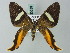  (Erateina garrulata - BC ZSM Lep 63289)  @13 [ ] CreativeCommons - Attribution Non-Commercial Share-Alike (2012) Axel Hausmann/Bavarian State Collection of Zoology (ZSM) SNSB, Zoologische Staatssammlung Muenchen