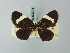  (Baptria eversmannaria - BC ZSM Lep 63291)  @13 [ ] CreativeCommons - Attribution Non-Commercial Share-Alike (2012) Axel Hausmann/Bavarian State Collection of Zoology (ZSM) SNSB, Zoologische Staatssammlung Muenchen