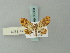  (Pomasia sacculobata - BC ZSM Lep 63303)  @13 [ ] CreativeCommons - Attribution Non-Commercial Share-Alike (2012) Axel Hausmann/Bavarian State Collection of Zoology (ZSM) SNSB, Zoologische Staatssammlung Muenchen