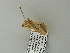  ( - BC ZSM Lep 65807)  @13 [ ] CreativeCommons - Attribution Non-Commercial Share-Alike (2012) Axel Hausmann/Bavarian State Collection of Zoology (ZSM) SNSB, Zoologische Staatssammlung Muenchen