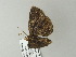  ( - BC ZSM Lep 65808)  @12 [ ] CreativeCommons - Attribution Non-Commercial Share-Alike (2012) Axel Hausmann/Bavarian State Collection of Zoology (ZSM) SNSB, Zoologische Staatssammlung Muenchen