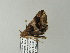  ( - BC ZSM Lep 65815)  @12 [ ] CreativeCommons - Attribution Non-Commercial Share-Alike (2012) Axel Hausmann/Bavarian State Collection of Zoology (ZSM) SNSB, Zoologische Staatssammlung Muenchen