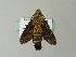  ( - BC ZSM Lep 65821)  @12 [ ] CreativeCommons - Attribution Non-Commercial Share-Alike (2012) Axel Hausmann/Bavarian State Collection of Zoology (ZSM) SNSB, Zoologische Staatssammlung Muenchen