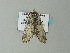 ( - BC ZSM Lep 65824)  @12 [ ] CreativeCommons - Attribution Non-Commercial Share-Alike (2012) Axel Hausmann/Bavarian State Collection of Zoology (ZSM) SNSB, Zoologische Staatssammlung Muenchen