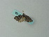  ( - BC ZSM Lep 65827)  @12 [ ] CreativeCommons - Attribution Non-Commercial Share-Alike (2012) Axel Hausmann/Bavarian State Collection of Zoology (ZSM) SNSB, Zoologische Staatssammlung Muenchen