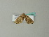  ( - BC ZSM Lep 65834)  @12 [ ] CreativeCommons - Attribution Non-Commercial Share-Alike (2012) Axel Hausmann/Bavarian State Collection of Zoology (ZSM) SNSB, Zoologische Staatssammlung Muenchen
