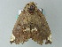  ( - BC ZSM Lep 65842)  @12 [ ] CreativeCommons - Attribution Non-Commercial Share-Alike (2012) Axel Hausmann/Bavarian State Collection of Zoology (ZSM) SNSB, Zoologische Staatssammlung Muenchen
