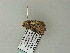  ( - BC ZSM Lep 65845)  @12 [ ] CreativeCommons - Attribution Non-Commercial Share-Alike (2012) Axel Hausmann/Bavarian State Collection of Zoology (ZSM) SNSB, Zoologische Staatssammlung Muenchen