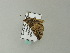  ( - BC ZSM Lep 65847)  @12 [ ] CreativeCommons - Attribution Non-Commercial Share-Alike (2012) Axel Hausmann/Bavarian State Collection of Zoology (ZSM) SNSB, Zoologische Staatssammlung Muenchen