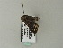  ( - BC ZSM Lep 65848)  @12 [ ] CreativeCommons - Attribution Non-Commercial Share-Alike (2012) Axel Hausmann/Bavarian State Collection of Zoology (ZSM) SNSB, Zoologische Staatssammlung Muenchen