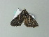  ( - BC ZSM Lep 65856)  @13 [ ] CreativeCommons - Attribution Non-Commercial Share-Alike (2012) Axel Hausmann/Bavarian State Collection of Zoology (ZSM) SNSB, Zoologische Staatssammlung Muenchen