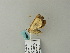  ( - BC ZSM Lep 65870)  @12 [ ] CreativeCommons - Attribution Non-Commercial Share-Alike (2012) Axel Hausmann/Bavarian State Collection of Zoology (ZSM) SNSB, Zoologische Staatssammlung Muenchen