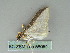  ( - BC ZSM Lep 56084)  @13 [ ] CreativeCommons - Attribution Non-Commercial Share-Alike (2012) Axel Hausmann/Bavarian State Collection of Zoology (ZSM) SNSB, Zoologische Staatssammlung Muenchen