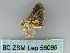  ( - BC ZSM Lep 56085)  @13 [ ] CreativeCommons - Attribution Non-Commercial Share-Alike (2012) Axel Hausmann/Bavarian State Collection of Zoology (ZSM) SNSB, Zoologische Staatssammlung Muenchen