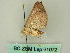 ( - BC ZSM Lep 61072)  @12 [ ] CreativeCommons - Attribution Non-Commercial Share-Alike (2012) Axel Hausmann/Bavarian State Collection of Zoology (ZSM) SNSB, Zoologische Staatssammlung Muenchen
