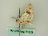  ( - BC ZSM Lep 61073)  @12 [ ] CreativeCommons - Attribution Non-Commercial Share-Alike (2012) Axel Hausmann/Bavarian State Collection of Zoology (ZSM) SNSB, Zoologische Staatssammlung Muenchen
