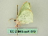  ( - BC ZSM Lep 61092)  @11 [ ] CreativeCommons - Attribution Non-Commercial Share-Alike (2012) Axel Hausmann/Bavarian State Collection of Zoology (ZSM) SNSB, Zoologische Staatssammlung Muenchen