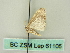  (Scopula AH01Au - BC ZSM Lep 61105)  @12 [ ] CreativeCommons - Attribution Non-Commercial Share-Alike (2012) Axel Hausmann/Bavarian State Collection of Zoology (ZSM) SNSB, Zoologische Staatssammlung Muenchen