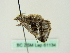  ( - BC ZSM Lep 61134)  @12 [ ] CreativeCommons - Attribution Non-Commercial Share-Alike (2012) Axel Hausmann/Bavarian State Collection of Zoology (ZSM) SNSB, Zoologische Staatssammlung Muenchen