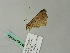  ( - BC ZSM Lep 64848)  @13 [ ] CreativeCommons - Attribution Non-Commercial Share-Alike (2012) Axel Hausmann/Bavarian State Collection of Zoology (ZSM) SNSB, Zoologische Staatssammlung Muenchen