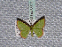  ( - BC ZSM Lep 65605)  @12 [ ] Copyright (2012) Axel Hausmann/Bavarian State Collection of Zoology (ZSM) SNSB, Zoologische Staatssammlung Muenchen