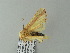  ( - BC ZSM Lep 65746)  @12 [ ] CreativeCommons - Attribution Non-Commercial Share-Alike (2012) Axel Hausmann/Bavarian State Collection of Zoology (ZSM) SNSB, Zoologische Staatssammlung Muenchen