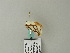  ( - BC ZSM Lep 65749)  @12 [ ] CreativeCommons - Attribution Non-Commercial Share-Alike (2012) Axel Hausmann/Bavarian State Collection of Zoology (ZSM) SNSB, Zoologische Staatssammlung Muenchen
