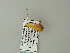  ( - BC ZSM Lep 65751)  @12 [ ] CreativeCommons - Attribution Non-Commercial Share-Alike (2012) Axel Hausmann/Bavarian State Collection of Zoology (ZSM) SNSB, Zoologische Staatssammlung Muenchen