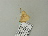  ( - BC ZSM Lep 65754)  @12 [ ] CreativeCommons - Attribution Non-Commercial Share-Alike (2012) Axel Hausmann/Bavarian State Collection of Zoology (ZSM) SNSB, Zoologische Staatssammlung Muenchen