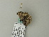 ( - BC ZSM Lep 65773)  @12 [ ] CreativeCommons - Attribution Non-Commercial Share-Alike (2012) Axel Hausmann/Bavarian State Collection of Zoology (ZSM) SNSB, Zoologische Staatssammlung Muenchen