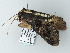  ( - BC ZSM Lep 65779)  @12 [ ] CreativeCommons - Attribution Non-Commercial Share-Alike (2012) Axel Hausmann/Bavarian State Collection of Zoology (ZSM) SNSB, Zoologische Staatssammlung Muenchen