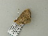  ( - BC ZSM Lep 65786)  @12 [ ] CreativeCommons - Attribution Non-Commercial Share-Alike (2012) Axel Hausmann/Bavarian State Collection of Zoology (ZSM) SNSB, Zoologische Staatssammlung Muenchen