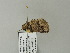  ( - BC ZSM Lep 65986)  @12 [ ] CreativeCommons - Attribution Non-Commercial Share-Alike (2012) Axel Hausmann/Bavarian State Collection of Zoology (ZSM) SNSB, Zoologische Staatssammlung Muenchen