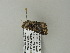  ( - BC ZSM Lep 65987)  @12 [ ] CreativeCommons - Attribution Non-Commercial Share-Alike (2012) Axel Hausmann/Bavarian State Collection of Zoology (ZSM) SNSB, Zoologische Staatssammlung Muenchen