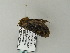  ( - BC ZSM Lep 65988)  @12 [ ] CreativeCommons - Attribution Non-Commercial Share-Alike (2012) Axel Hausmann/Bavarian State Collection of Zoology (ZSM) SNSB, Zoologische Staatssammlung Muenchen