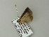  ( - BC ZSM Lep 65998)  @13 [ ] CreativeCommons - Attribution Non-Commercial Share-Alike (2012) Axel Hausmann/Bavarian State Collection of Zoology (ZSM) SNSB, Zoologische Staatssammlung Muenchen