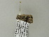  ( - BC ZSM Lep 66010)  @12 [ ] CreativeCommons - Attribution Non-Commercial Share-Alike (2012) Axel Hausmann/Bavarian State Collection of Zoology (ZSM) SNSB, Zoologische Staatssammlung Muenchen