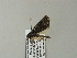 ( - BC ZSM Lep 66012)  @12 [ ] CreativeCommons - Attribution Non-Commercial Share-Alike (2012) Axel Hausmann/Bavarian State Collection of Zoology (ZSM) SNSB, Zoologische Staatssammlung Muenchen