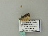  ( - BC ZSM Lep 66023)  @12 [ ] CreativeCommons - Attribution Non-Commercial Share-Alike (2012) Axel Hausmann/Bavarian State Collection of Zoology (ZSM) SNSB, Zoologische Staatssammlung Muenchen